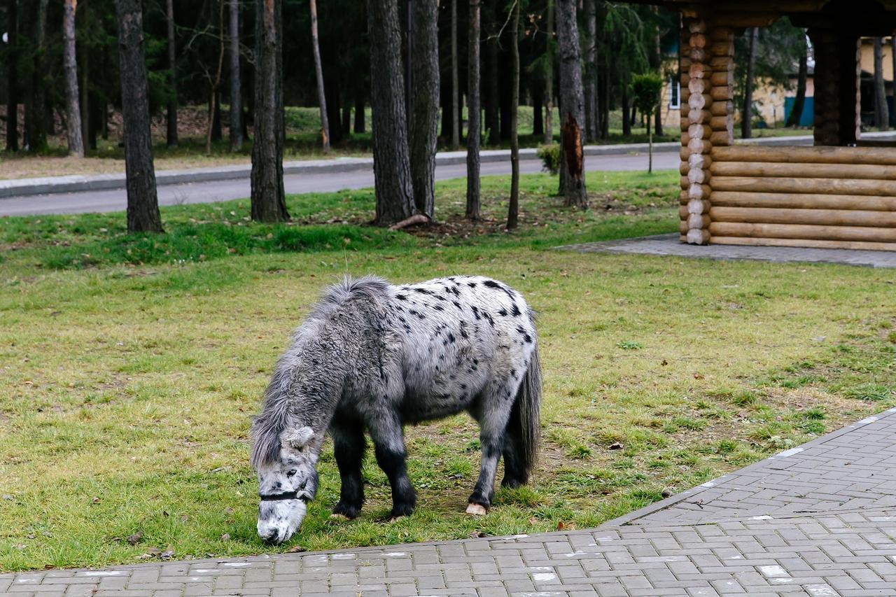 Baza Otdykha Chaika Hotel Zhodzina Buitenkant foto